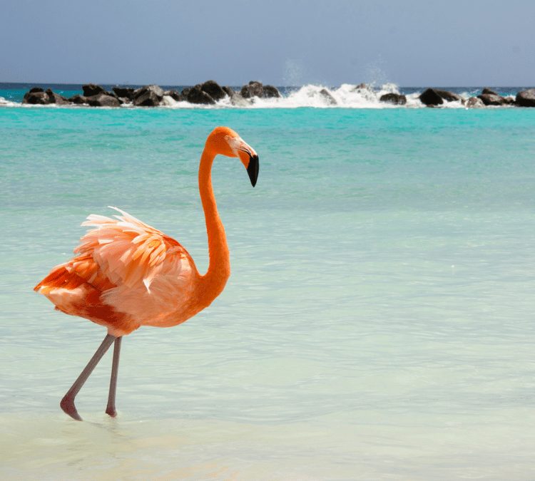 ARUBA 100% FINANCIADO Y SALIENDO DESDE ROSARIO